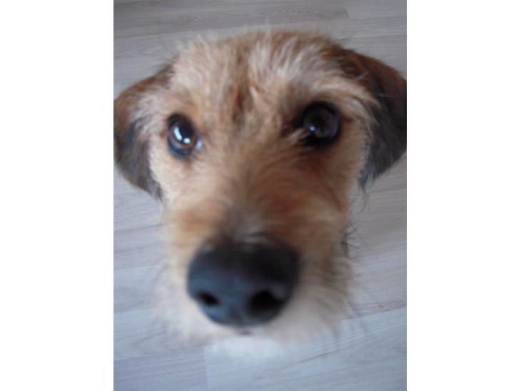 Blanding af racer Elvis - Elvis billede 1