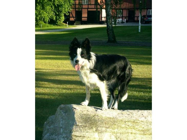 Border collie Lady billede 1