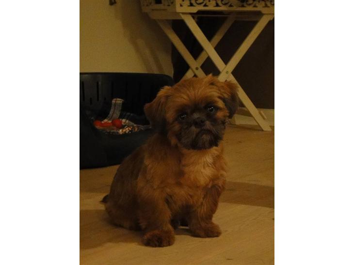 Shih tzu Lucca billede 1