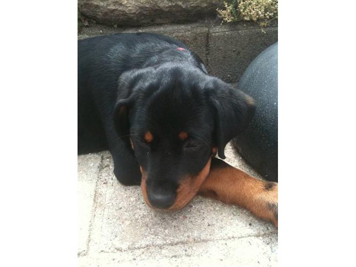 {{currentPhoto.altText}} billede {{currentPhoto.number}}