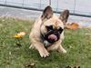 Fransk bulldog Dike Astraia *Asta* [Tidl. hund]