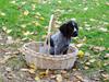 Ruhåret hønsehund Aya  (solgt) [Tidl. hund]