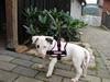 Bullterrier breslaus waltzing matilda