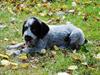 Ruhåret hønsehund Enya (solgt) [Tidl. hund]