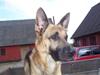 Schæferhund Boss *Gået bort* [ Himmelhund]