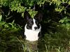 Welsh corgi cardigan Allie
