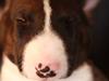 Bullterrier Flemming 08.04.2010
