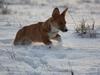 Welsh corgi cardigan Fanny