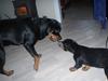 Rottweiler Noa Andersen