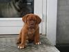 Dogue de bordeaux Cloey Tén Tén