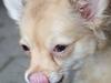 Chihuahua Robin
