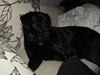 Labrador retriever Juelsgaardens NatFreya