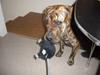 Dogo canario Diva
