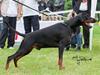 Dobermann Dobergaarden F. Athos