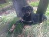 Rottweiler Kenzo