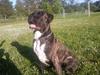 Cane corso Kento R.I.P [ Himmelhund]