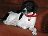 Dansk svensk gaardhund Dixie R.I.P 2010