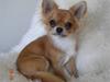 Chihuahua Valentino