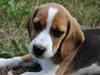 Beagle Bailey