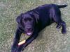 Labrador retriever MAX