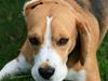 Beagle Frodo