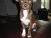 Chihuahua Antonieta *MUS*