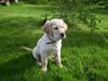 Golden retriever Hannibal
