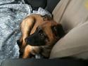 Malinois Celin