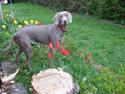 Weimaraner Tiger