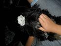 Lhasa apso Tanna er nu en stjerne pm