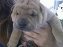 Shar pei Silya R.I.P