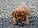 Dogue de bordeaux Shadow of Oak Ciluca