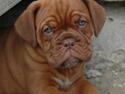 Dogue de bordeaux Shadow of Oak Dezmir