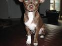 Chihuahua Antonieta *MUS*