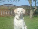Labrador retriever Bella. Himmelhund