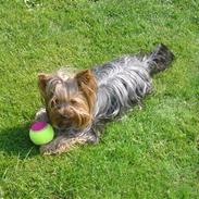 Yorkshire terrier Trille