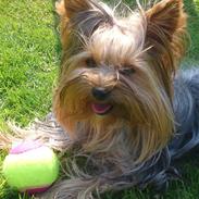 Yorkshire terrier Trille