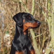 Dobermann Attractive Ace Kool