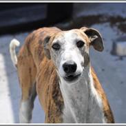 Galgo español Pinto