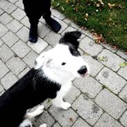 Border collie Charlie King
