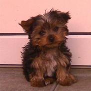 Yorkshire terrier Fifi og Miki