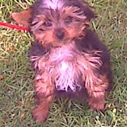 Yorkshire terrier Fifi og Miki