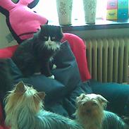 Yorkshire terrier Fifi og Miki