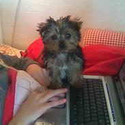 Yorkshire terrier Fifi og Miki