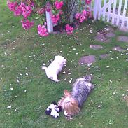 Yorkshire terrier Fifi og Miki