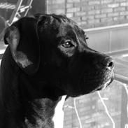Blanding af racer Buster