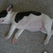 Fransk bulldog cato