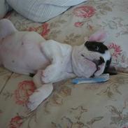 Fransk bulldog cato