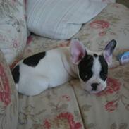 Fransk bulldog cato