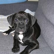 Blanding af racer Buster